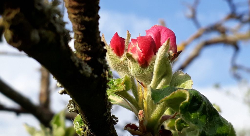 "Liebe Redaktion, die Natur hat ihren Rhythmus und lässt sich durch Corona nicht ausbremsen. Alles grünt und blüht. Besonders schön finden wir die beginnende Apfelblüte in unserem Garten. Davon hier ein Bild von einer der ersten Blüten. Mit herzlichen Grüssen an ihre treuen Leser, Ute Kalke und und Werner Dworschak