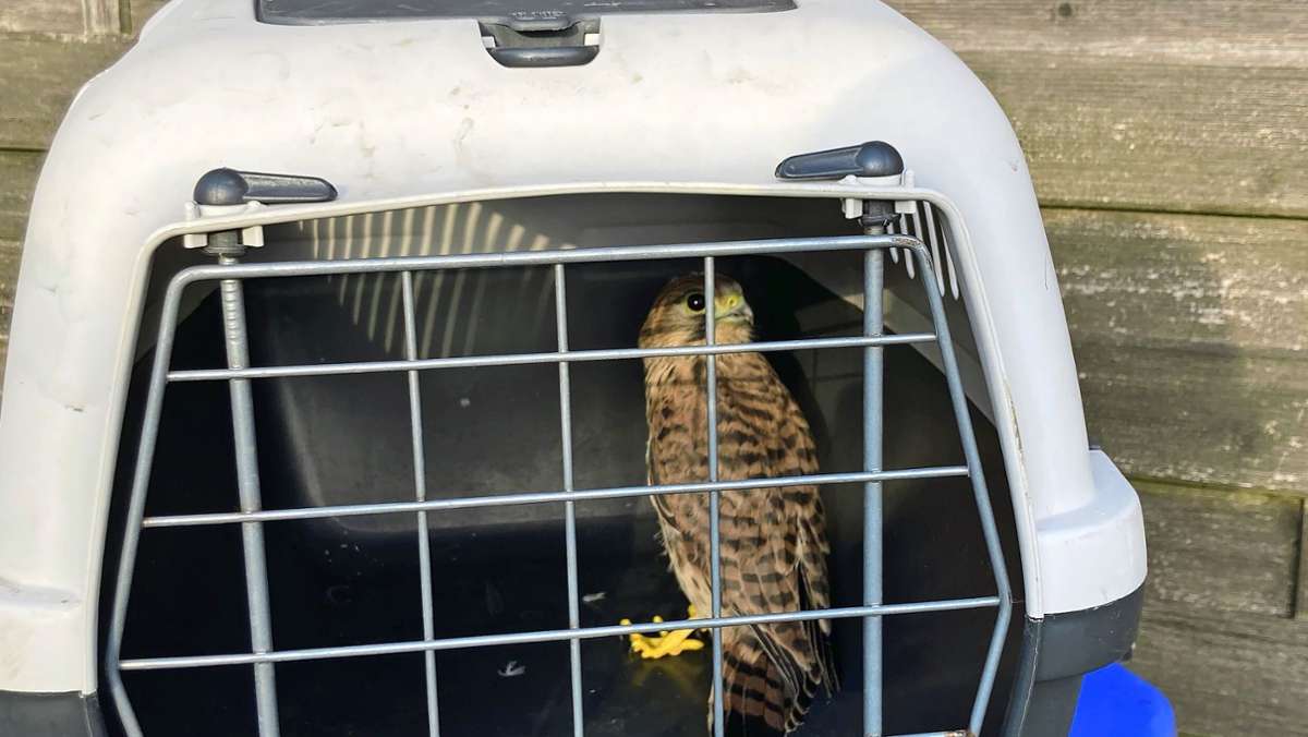 Tierhilfe in Leonberg: Entkräfteter Falke gerettet