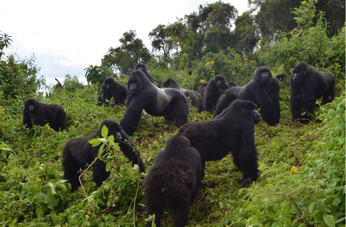 Eine Gruppe Berggorillas steht an einem bewaldeten Hang des Virunga-Massivs. Eine größere Dichte an Berggorillas in Ostafrika hat Forschern zufolge das Bevölkerungswachstum der Tiere verlangsamt.