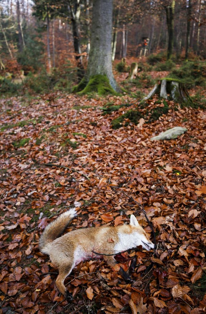 Waidmannsheil: ein Jäger hat einen Fuchs erlegt.
