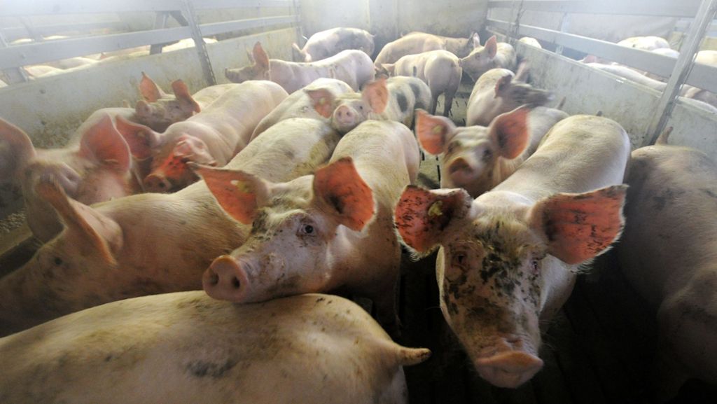 Klimawandel: Umweltschützer fordern weniger Fleischkonsum