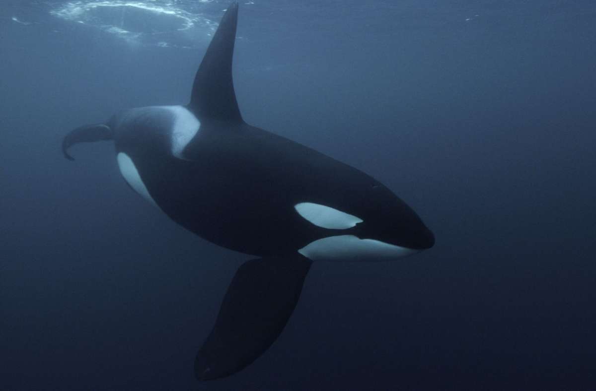 „Die geheimnisvolle Welt der Wale: Orca