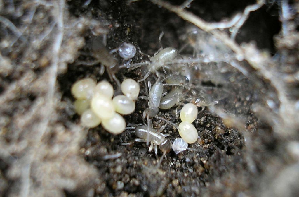 Schlüpfende Larven: Ohrwürmer bekommen jährlich Nachwuchs. Die Eier und Larven werden in selbst gebauten Höhlen, in Blattrillen oder unter der Baumrinde liebevoll umsorgt, gesäubert und bisweilen sogar gefüttert.