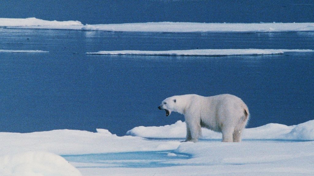  Kreuzfahrt-Passagiere zahlen Tausende Euro, um Eisbären im hohen Norden zu beobachten. Nun geschieht auf einer solchen Arktis-Reise ein folgenschwerer Unfall. 