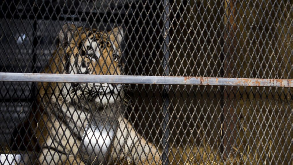 Kuriose Entdeckung in Houston: Platz zum Kiffen gesucht, Tiger gefunden