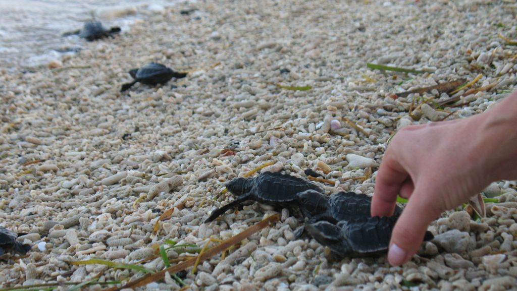 Bedrohte Art profitiert vom Coronavirus: Tausende Schildkröten-Babys auf dem Weg ins Meer
