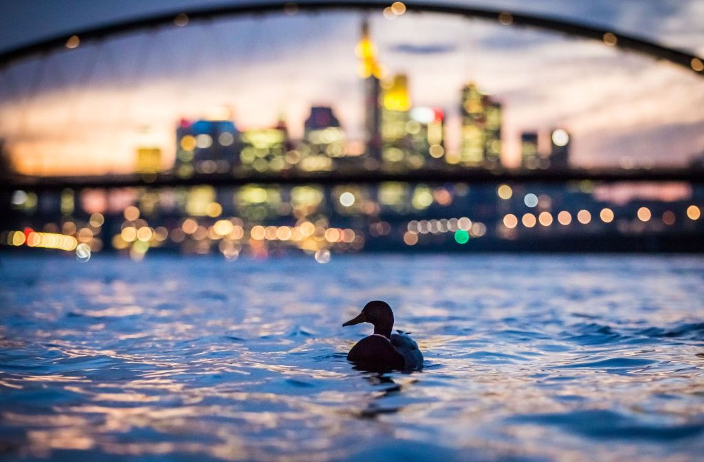 Eine Ente schwimmt in Frankfurt am Main am Abend vor der erleuchteten Skyline der Stadt allein auf dem Main.