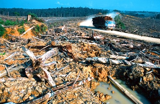 Landwirtschaft statt Wald: der ökologische Verlust müsste eigentlich auf die Kosten für Agrarprodukte aufgeschlagen werden. Foto: WWF
