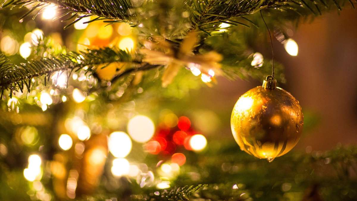 Corona-Pandemie: Weihnachtsbäume könnten in diesem Jahr teurer werden