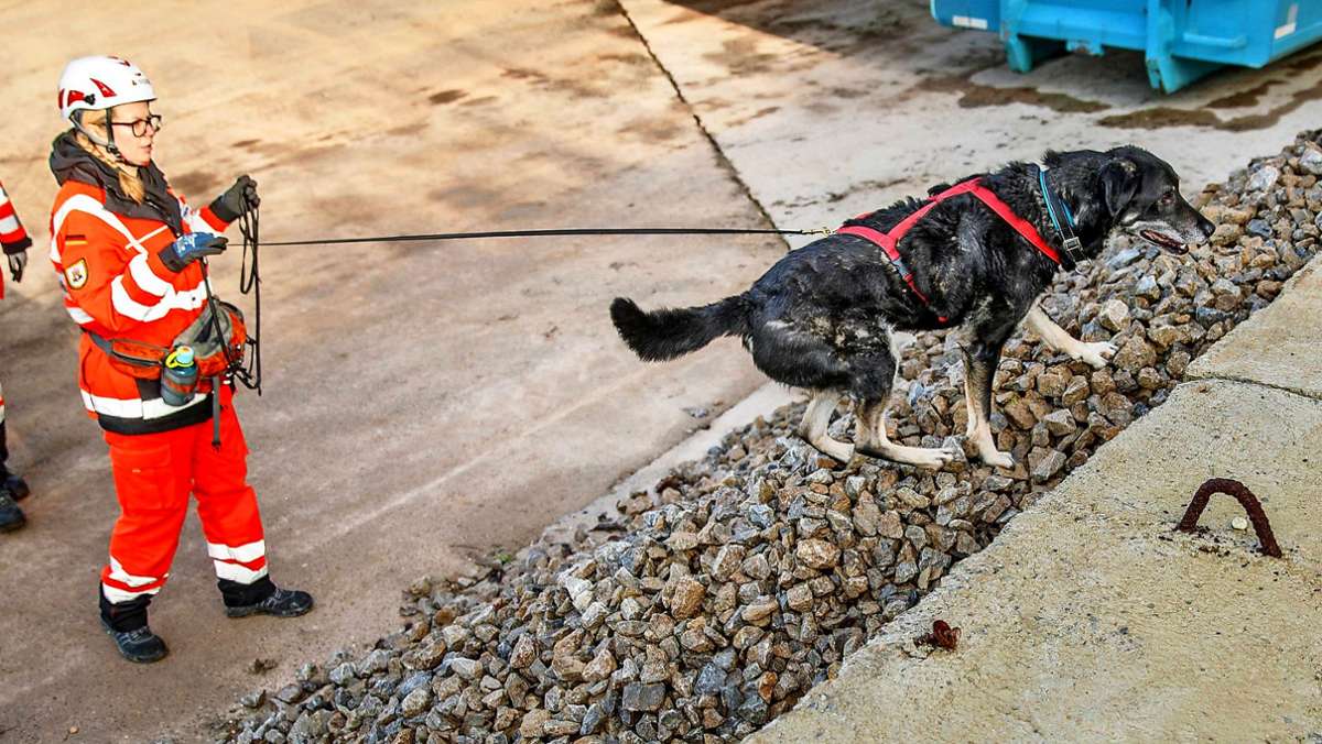 Rettungshunde Rems-Murr: Spürnase Ace findet vermissten Senioren