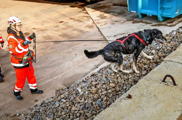 Rettungshunde Rems-Murr: Spürnase Ace findet vermissten Senioren