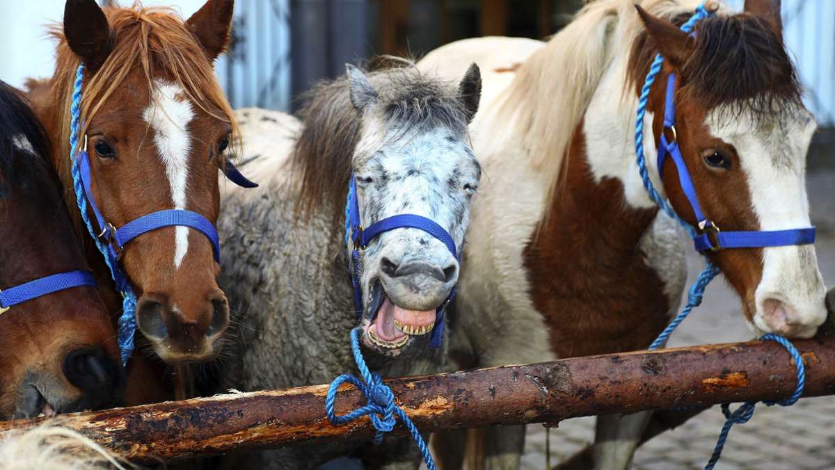 Tradition in Leonberg: 2023 wieder Pferdemarkt  – nur ein bisschen anders