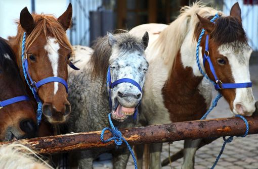 Vorfreude auf den Pferdemarkt –  2023 geht’s endlich wieder los. Foto: Stadt Leonberg/