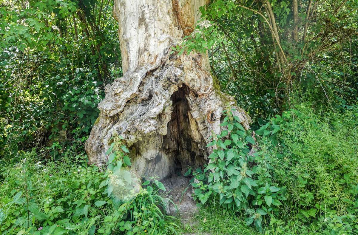 „Der Baum ist im Boden nicht mehr ausreichend verwurzelt und zu großen Teilen innen hohl, weswegen er nicht mehr stabil steht und eine erhebliche Gefahr für Spaziergänger darstellt“, erklärt ForstBW. – gut erkennbar auf diesem Bild.