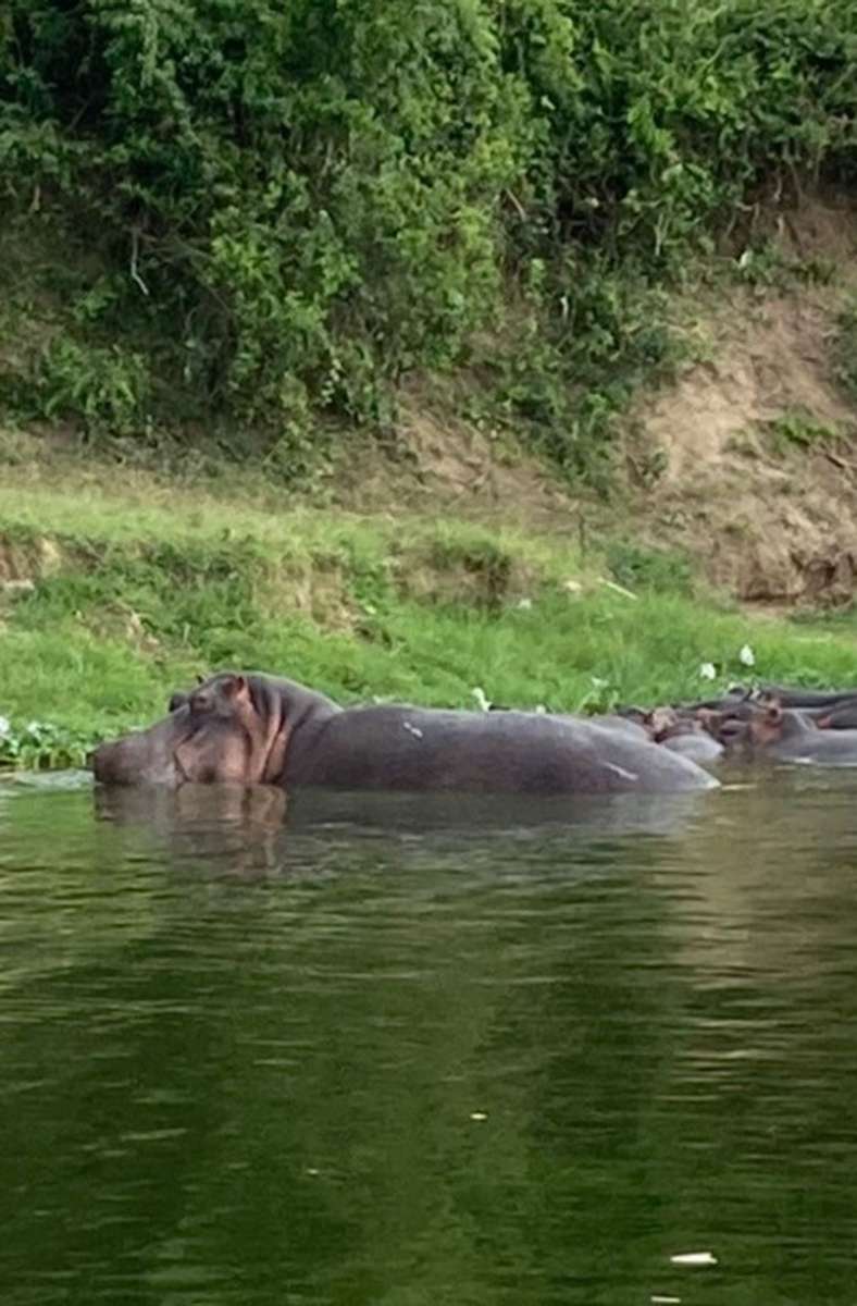 Die Menschen dort müssen vorsichtig sein: Im Wasser vor ihrer Haustür leben viele Nilpferde – die gefährlichsten Tiere Afrikas.