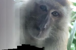 Affe klaut Handy von einem Studenten und macht Selfies