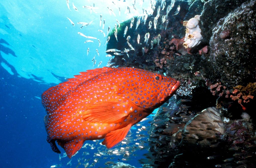 Ein Juwelen-Zackenbarsch schwimmt an einem Korallenriff der Great Barrier Reefs vorbei.