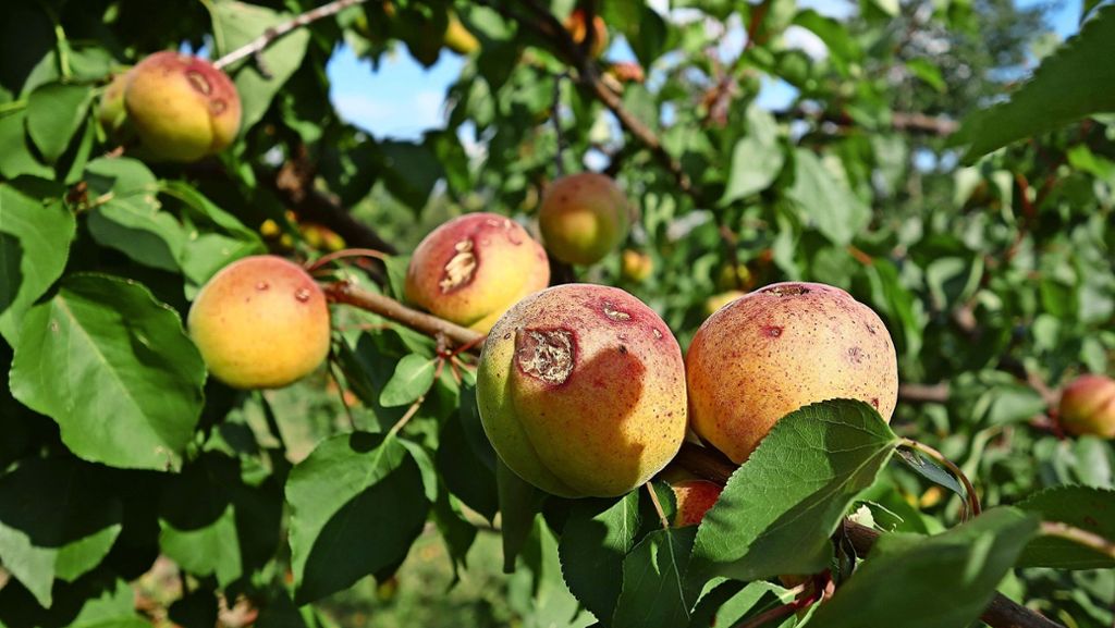 Ernte in Fellbach: Unwetter trifft einzelne  Obstbauern hart