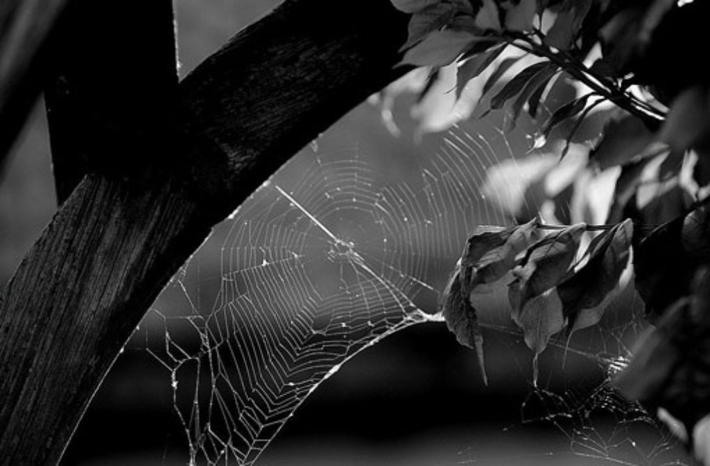 Besonders im Herbst funkeln Spinnweben traumhaft schön im Gegenlicht.