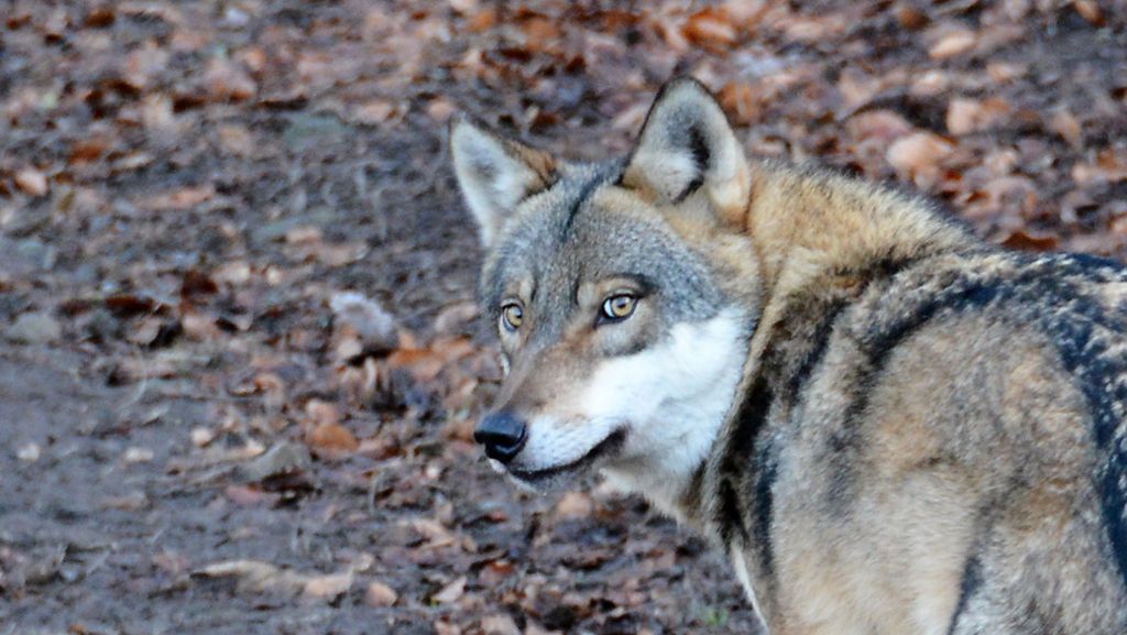 Landkreis Calw: Sieben Schafe tot - möglicherweise von Wolf gerissen