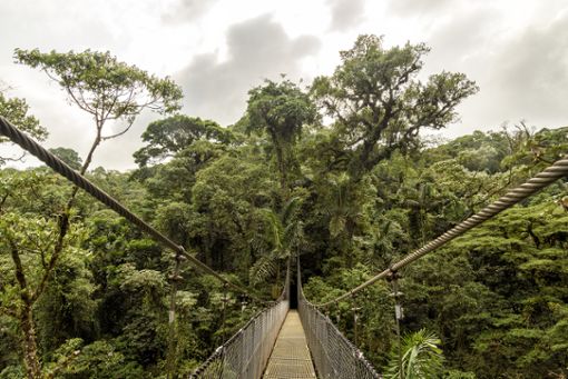 Nur eine von vielen Hängebrücken auf dieser spektakulären Fahrradtour durch den wilden Regenwald Neuseelands.