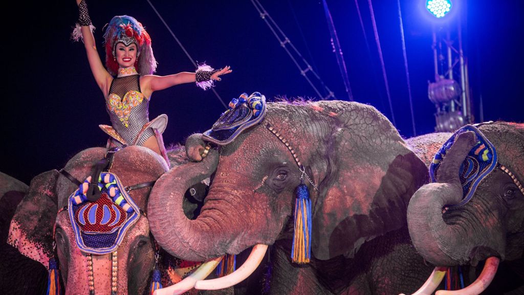 Circus Krone in Osnabrück: Elefant stürzt bei Vorstellung in Zuschauerbereich