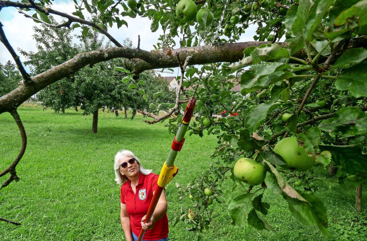 Jutta Ziegler beim Ausputzen eines Apfelbaumes .