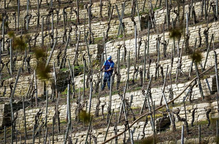 Weinbau im Kreis Ludwigsburg: Die Steillagen am Neckar sind in Gefahr