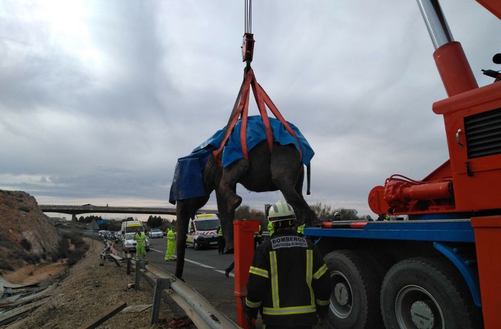 Bei einem Unfall mit einem Zirkuswagen stirbt ein Elefant in Südspanien.