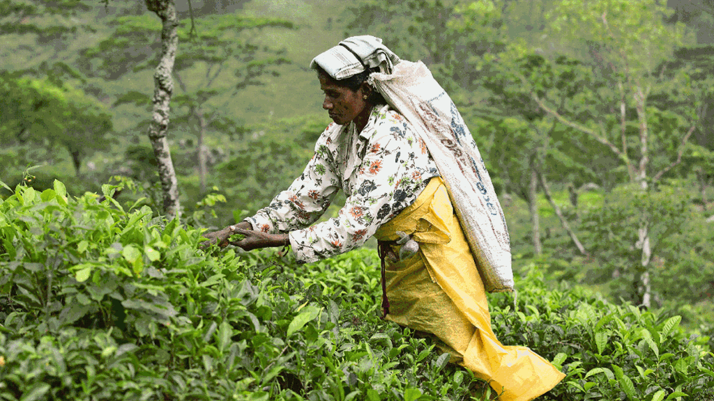 Sri Lanka: Wandern, wo der Tee wächst