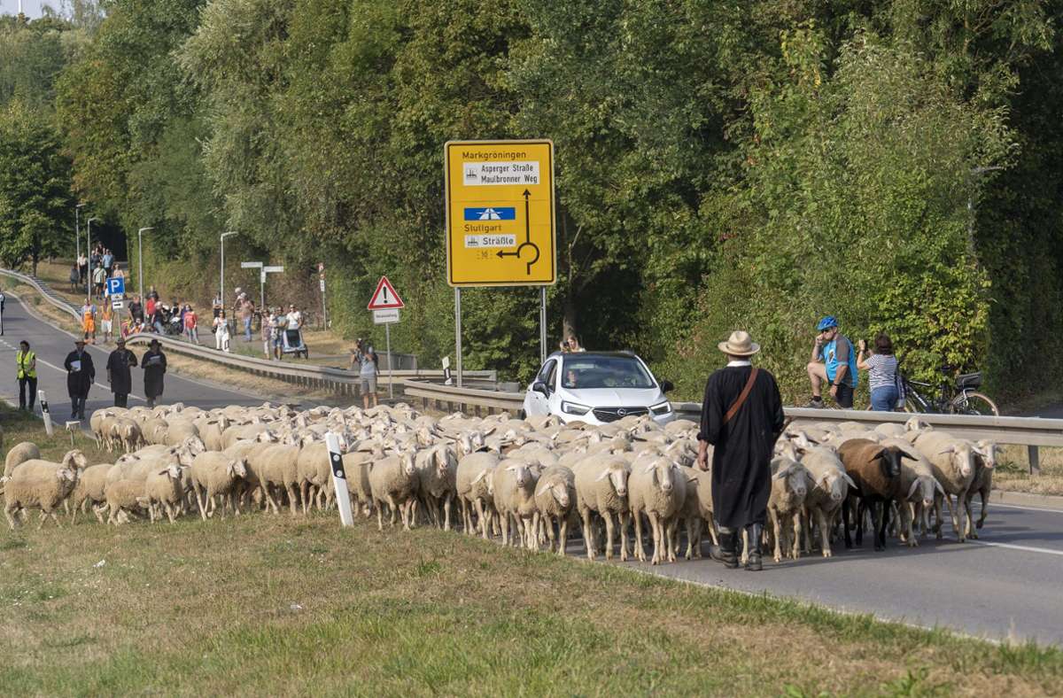 Eine Prüfung an der Straße: Hat der Schäfer die Herde im Griff?