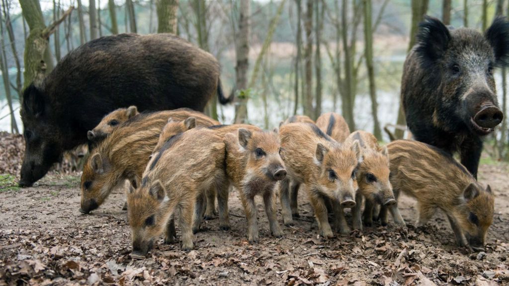 Baden-Württemberg: Wildschweine werden zunehmend zum Problem
