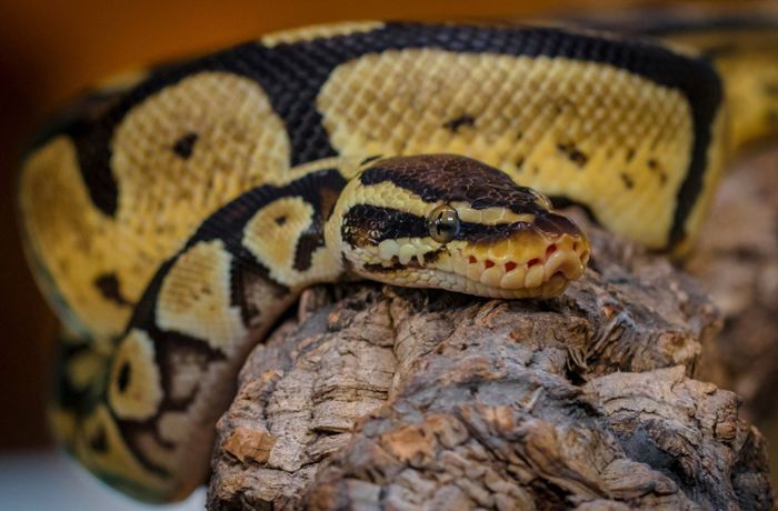 Schlangen als Haustiere: Sie fressen aufgetaute Mäuse