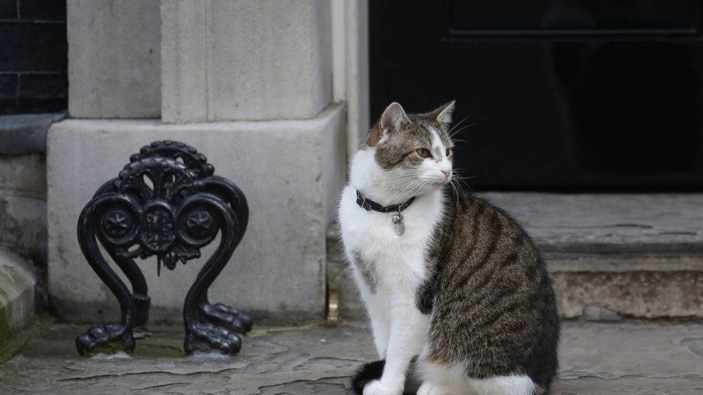 Großbritannien: Kater Larry darf in Downing Street bleiben