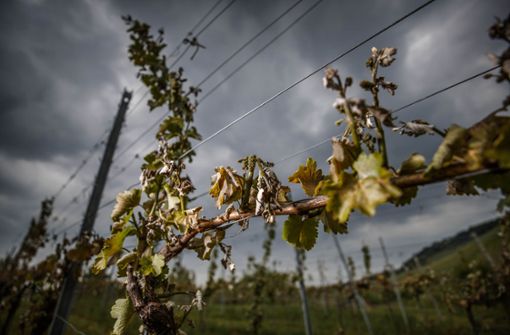 Ob Frost oder Hitze: Der Weinanbau leidet unter Extremwetter. Foto: Gottfried / Stoppel