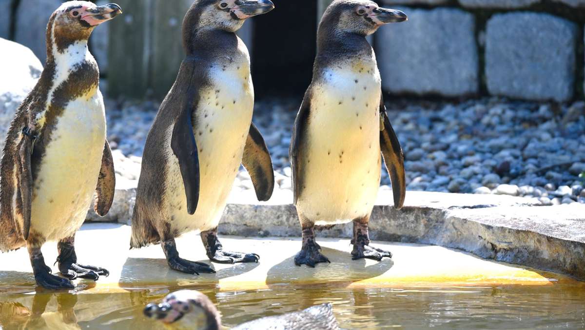 Pinguine bei Friends: Eine Schar  der Vögel besucht das Set der legendären Sitcom
