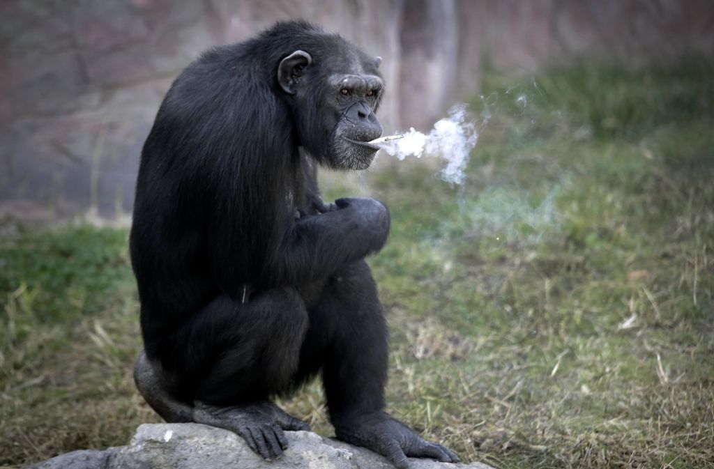 Die Besucher des Zoos finden das Schauspiel des rauchenden Affen erheiternd.