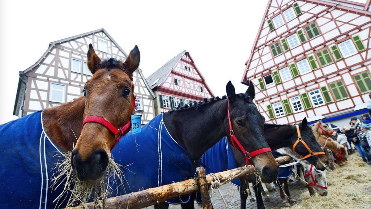 Neue Internetseite: Leonberg wirbt verstärkt für Pferdemarkt 2023