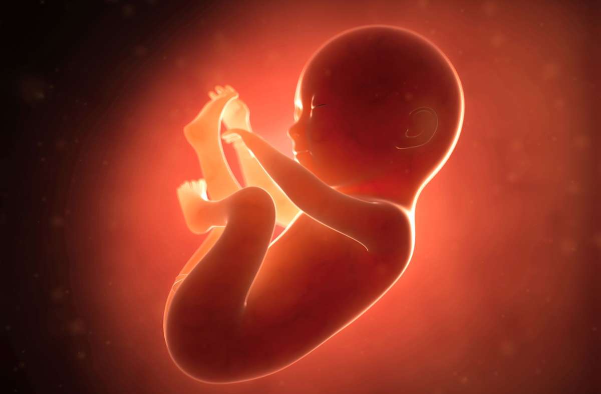 Diese Illustration zeigt einen Embryo im sechsten Monat. Foto: Adobe Stock/SciePro