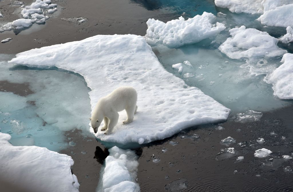 in Eisbär steht im Nordpolarmeer auf eine Eisscholle. Am Polarkreis gibt es in diesem Winter weniger Eis. Die Eisbären suchen deshalb an Land nach Futter. Die Menschen im Norden Russlands sind verängstigt.