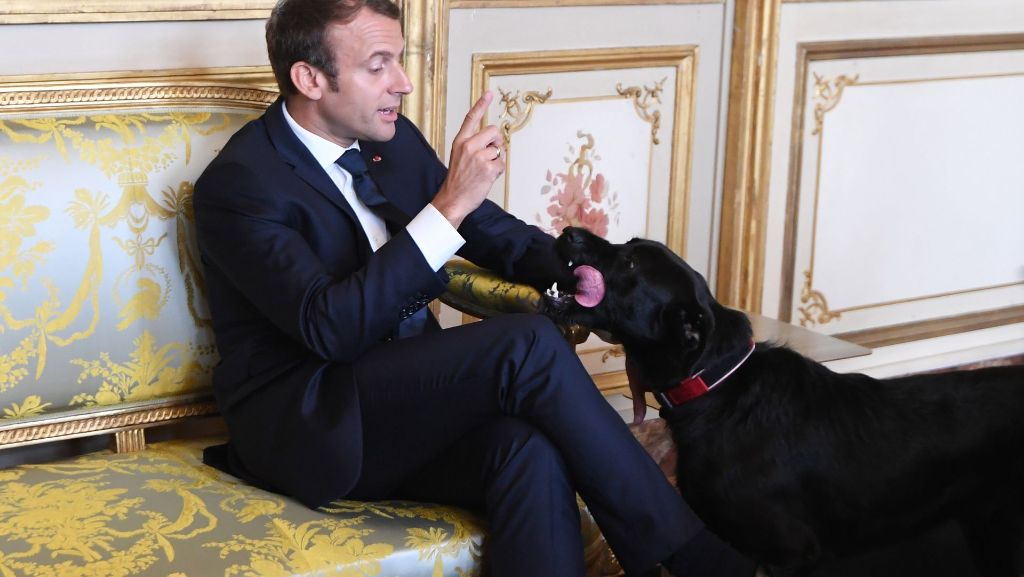Pipi-Panne im Élyséepalast: Macrons Hund pinkelt vor laufenden Kameras an den Kamin