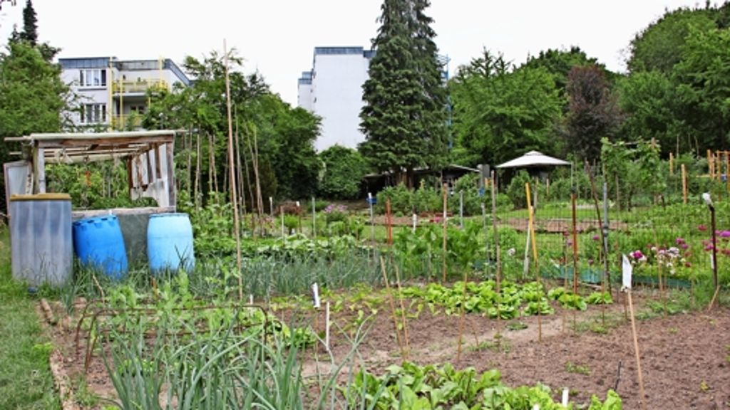 Wiener Straße: Es bleibt dabei: Gärten müssen weichen