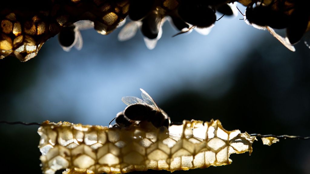 Baden-Württemberg: Südwest-CDU beschließt Resolution gegen Bienen-Volksbegehren