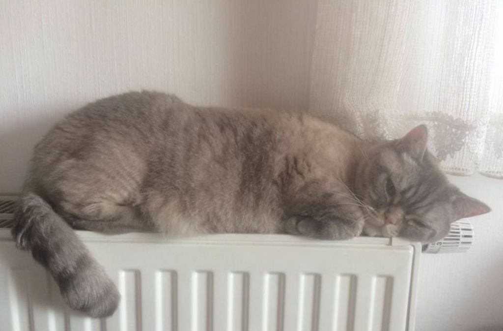 Nicht gerade weich, dafür aber warm: Der Schlafplatz von Susi Sus Katze, die uns dieses Bild über Facebook zukommen ließ.