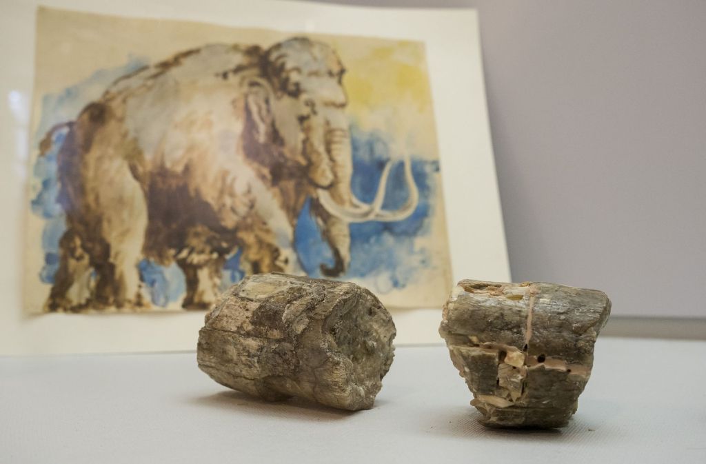 Das sind keine Steine, sondern Teile von Mammutstoßzähnen.