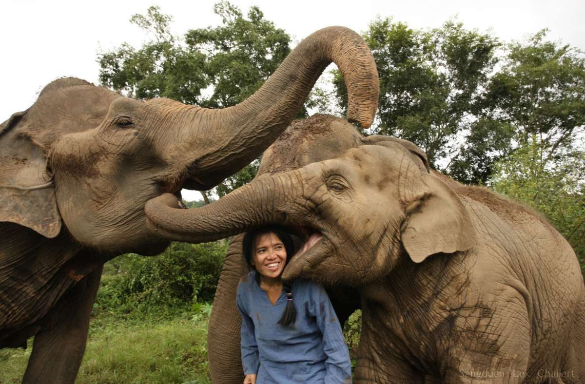 Sangduen „Lek“ Chailert ist die Gründerin des Projekts. Die Elefanten scheinen sich dafür bei ihr zu bedanken.