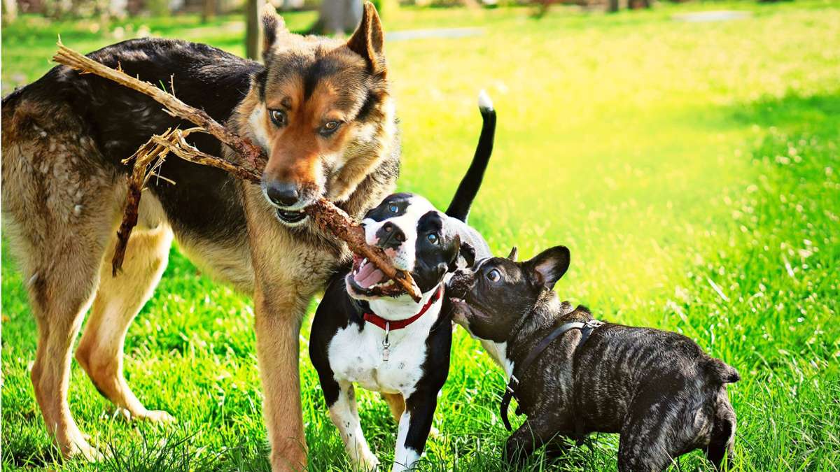 Hundesteuer im Umkreis von Leonberg: Friolzheim erhebt extra Steuer für „Kampfhunde“ – zum ersten Mal