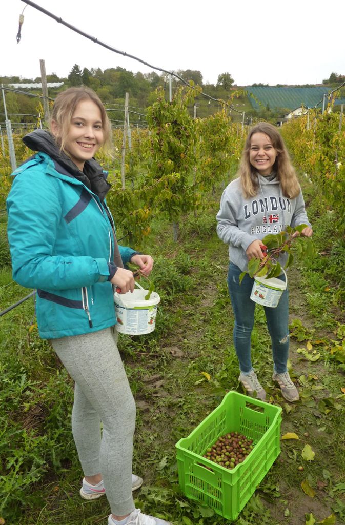 Nina Goldschmidt und Nathali Hofmann aus der 10 a der örtlichen Realschule helfen bei der Ernte und bessern damit die Klassenkasse auf.