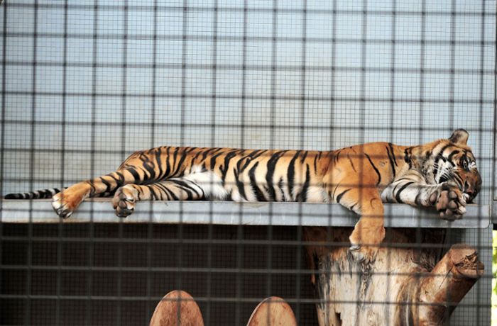 Neues aus der Wilhelma: Große Vorfreude auf Tigerbabys
