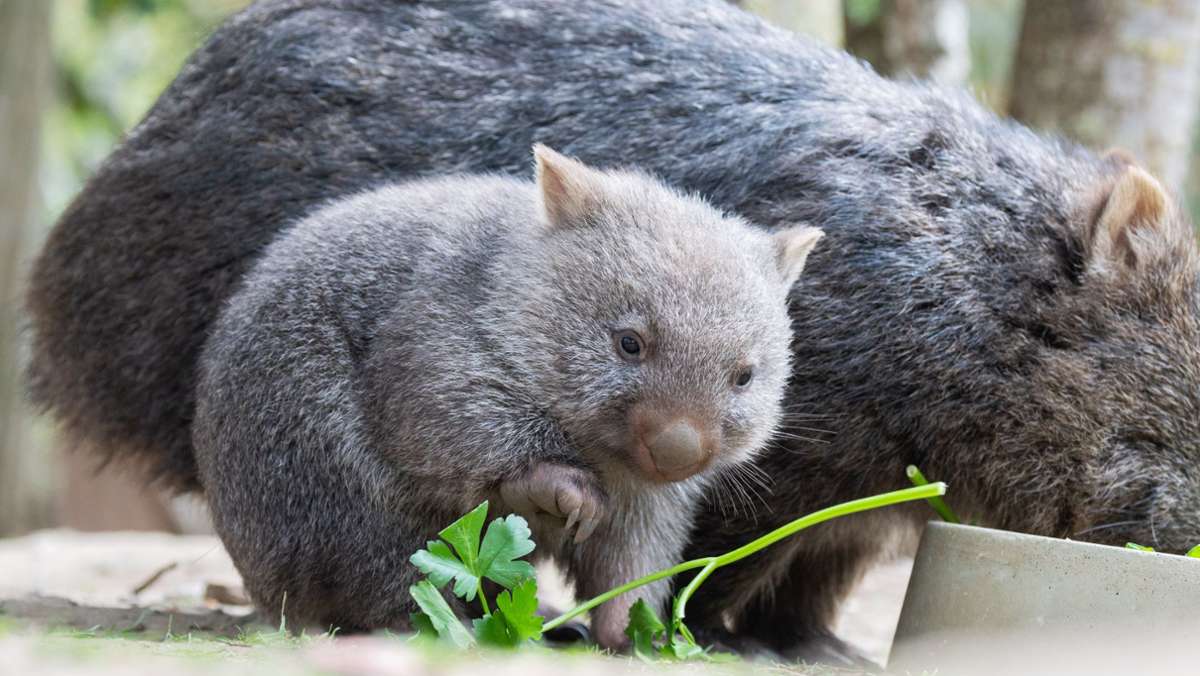  Wombats leben in langen Wohnhöhlen, die schwer zu erforschen sind. In Australien wurde jetzt ein Roboter entwickelt, der tief in die Bauten einfährt – und dabei beim Kampf gegen eine Krankheit helfen soll. 